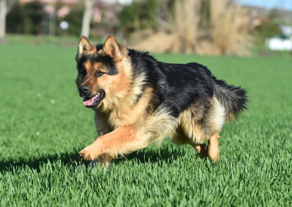 Long Haired German Shepherd Running Across A Grassy Field