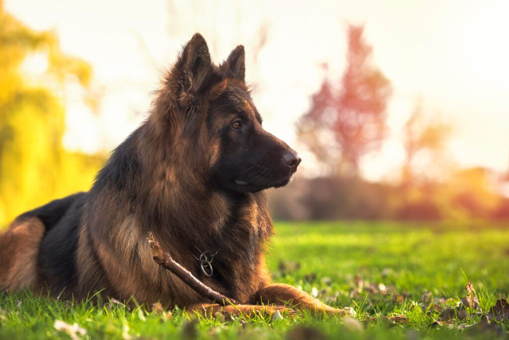 How To Adopt a Long-Haired German Shepherd in Indiana