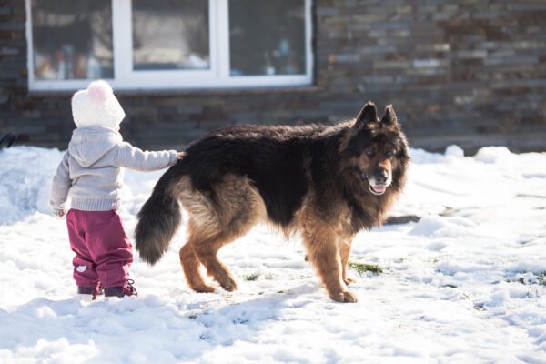 Long Haired German Shepherd Standing In Snow Near A Child
