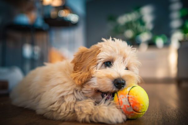 Maltipoo Puppy Chewing A Tennis Ball
