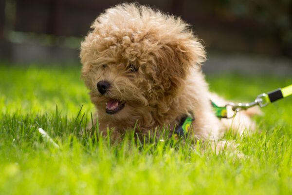 Maltipoo Puppy Lying On Green Grass