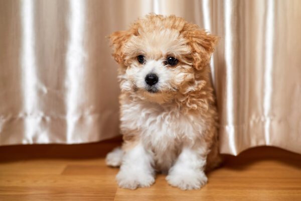 Maltipoo Puppy Sitting Indoors Near A Curtain