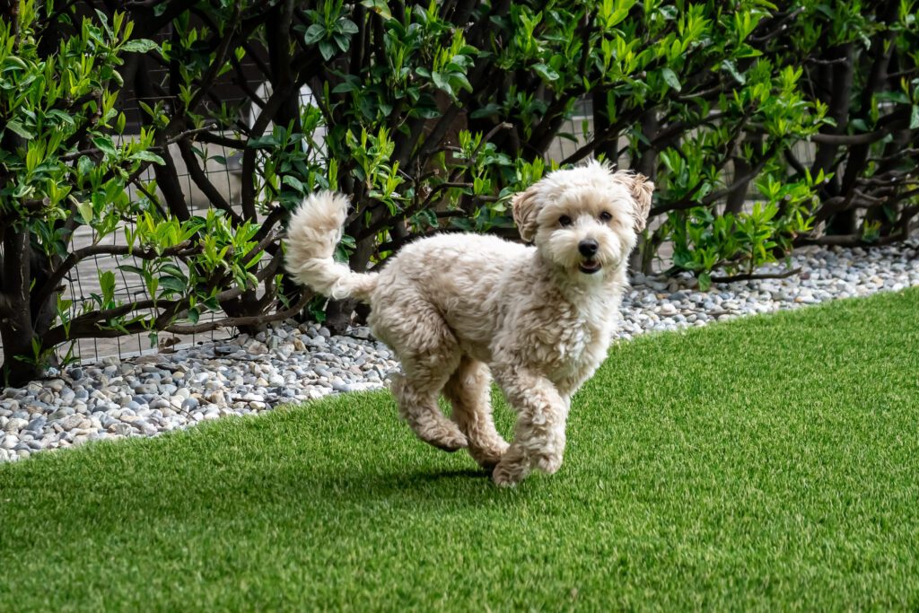 How To Adopt a Maltipoo in Missouri
