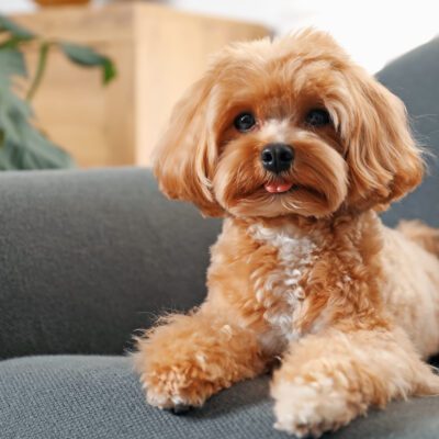 Maltipoo