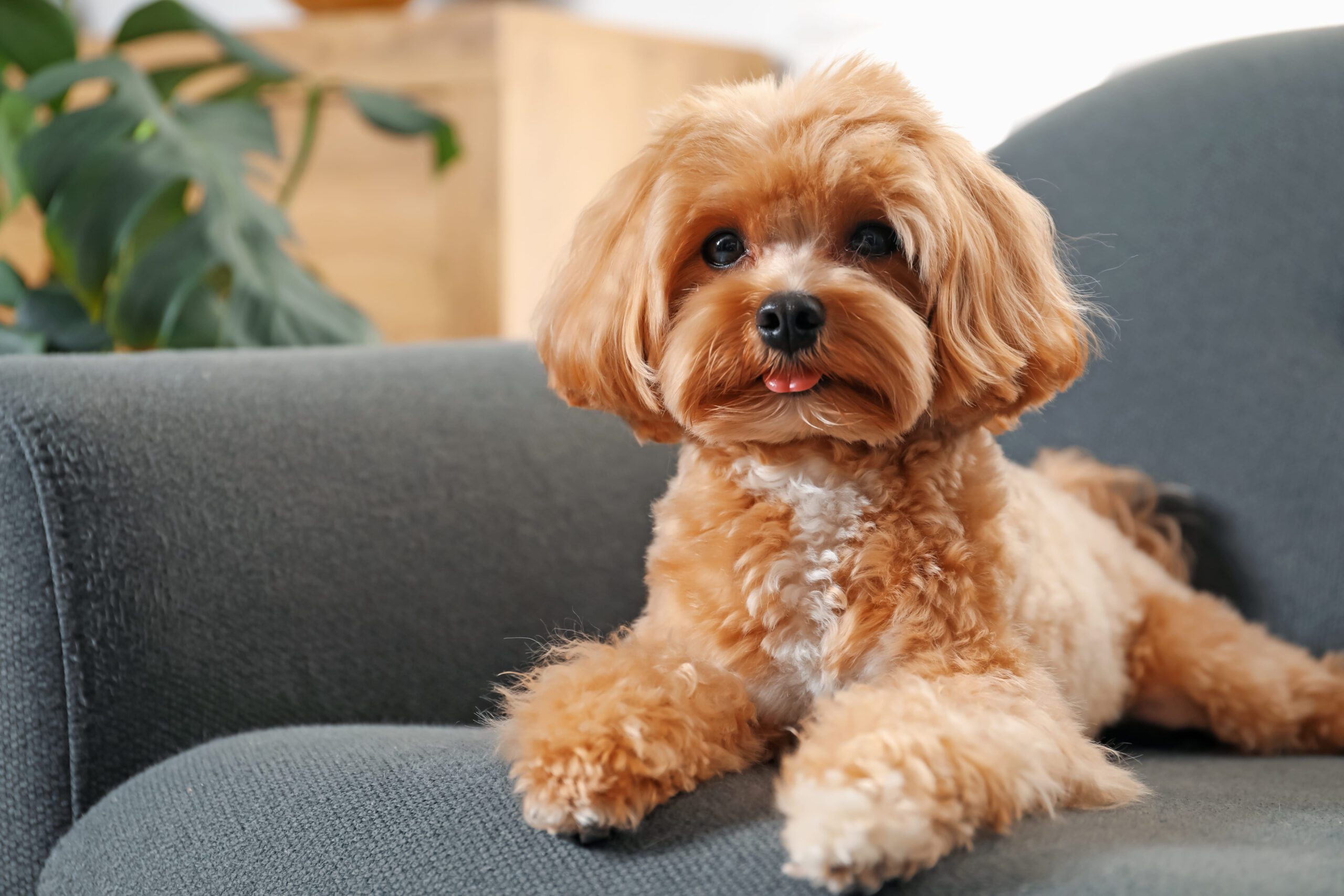 Maltipoo Adoption Guide