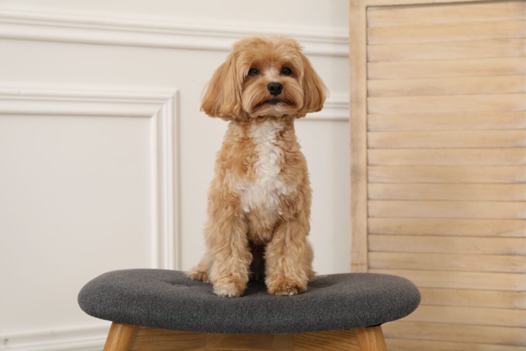 Maltipoo Sitting On A Stool Indoors