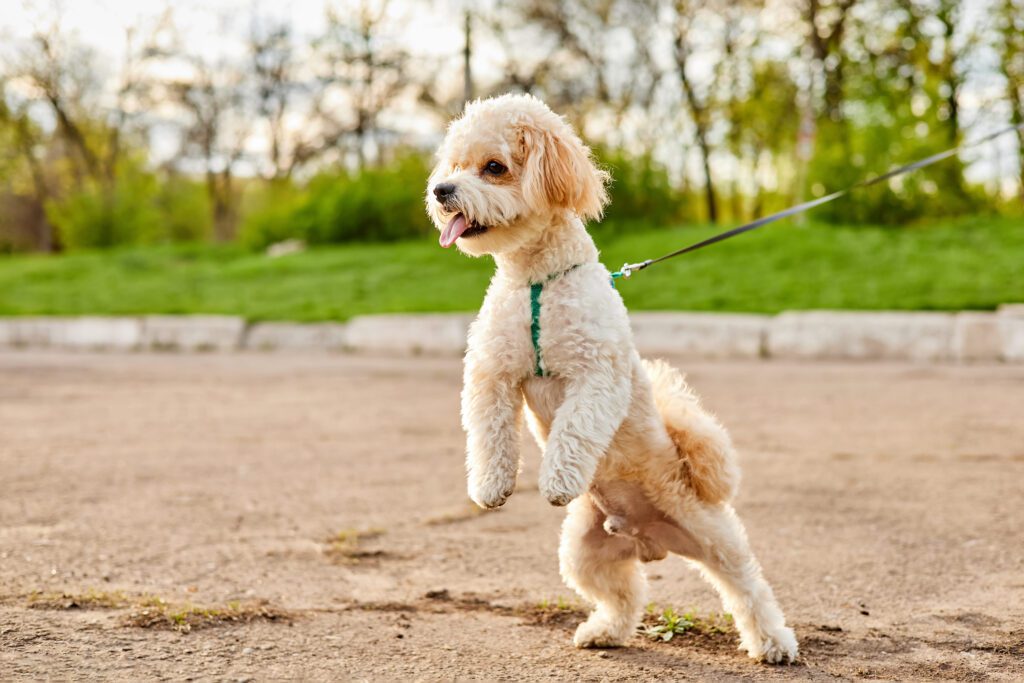 Maltipoo Walking On A Leash Outdoors