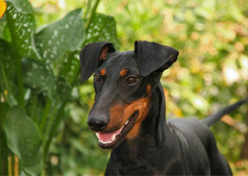 Manchester Terrier Head Portrait Outdoors