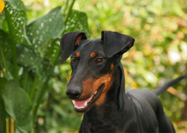 Manchester Terrier Head Portrait Outdoors