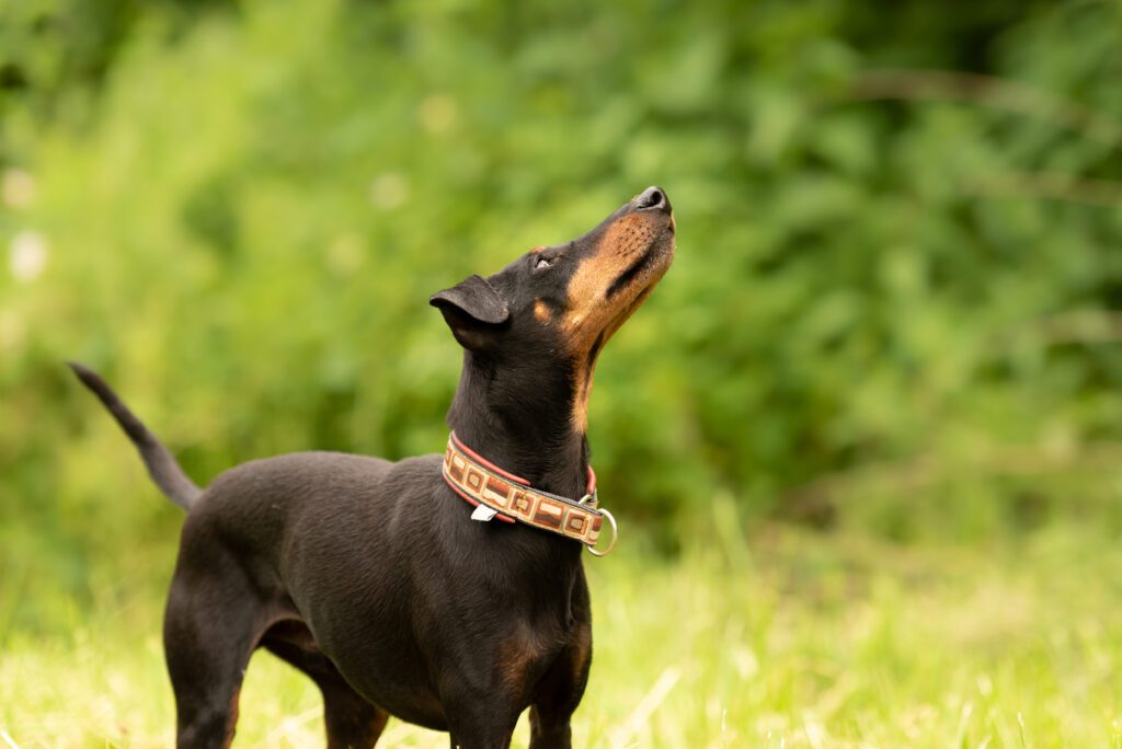Manchester Terrier Looking Upward Outdoors