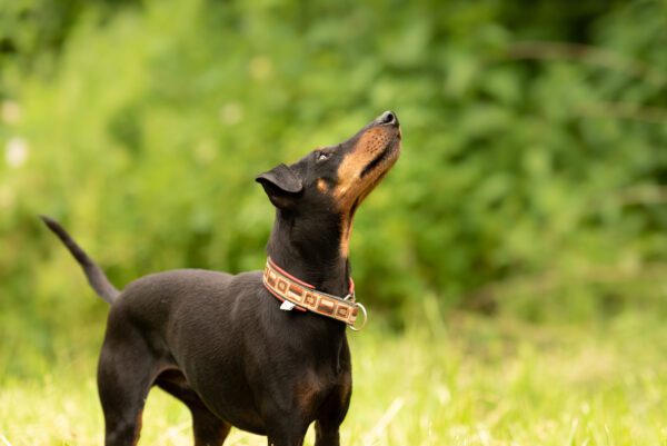 Manchester Terrier Looking Upward Outdoors