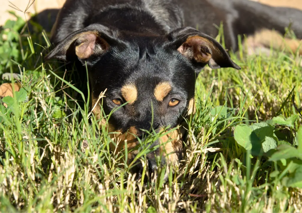Manchester Terrier Lying In Grass Looking Forward