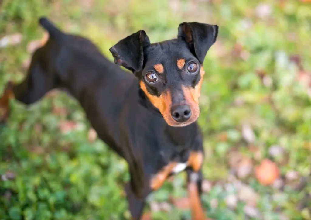 Manchester Terrier Puppy Looking Toward The Camera Outdoors