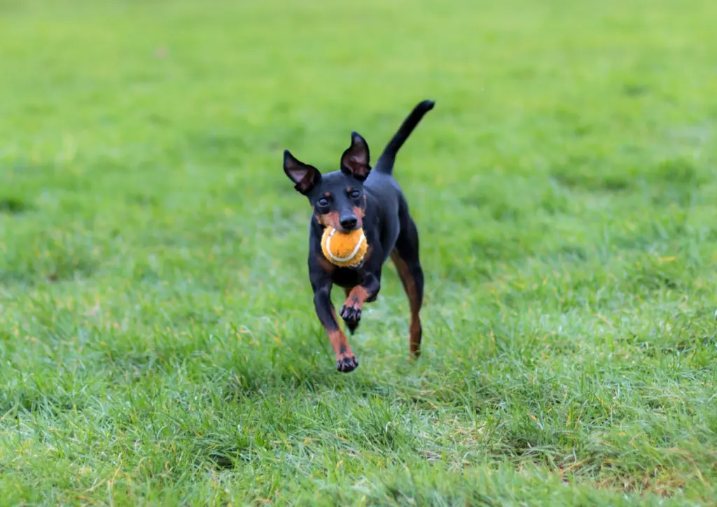 Manchester Terrier Running On Grass With A Ball In Its Mouth