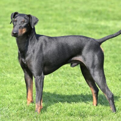 Manchester Terrier