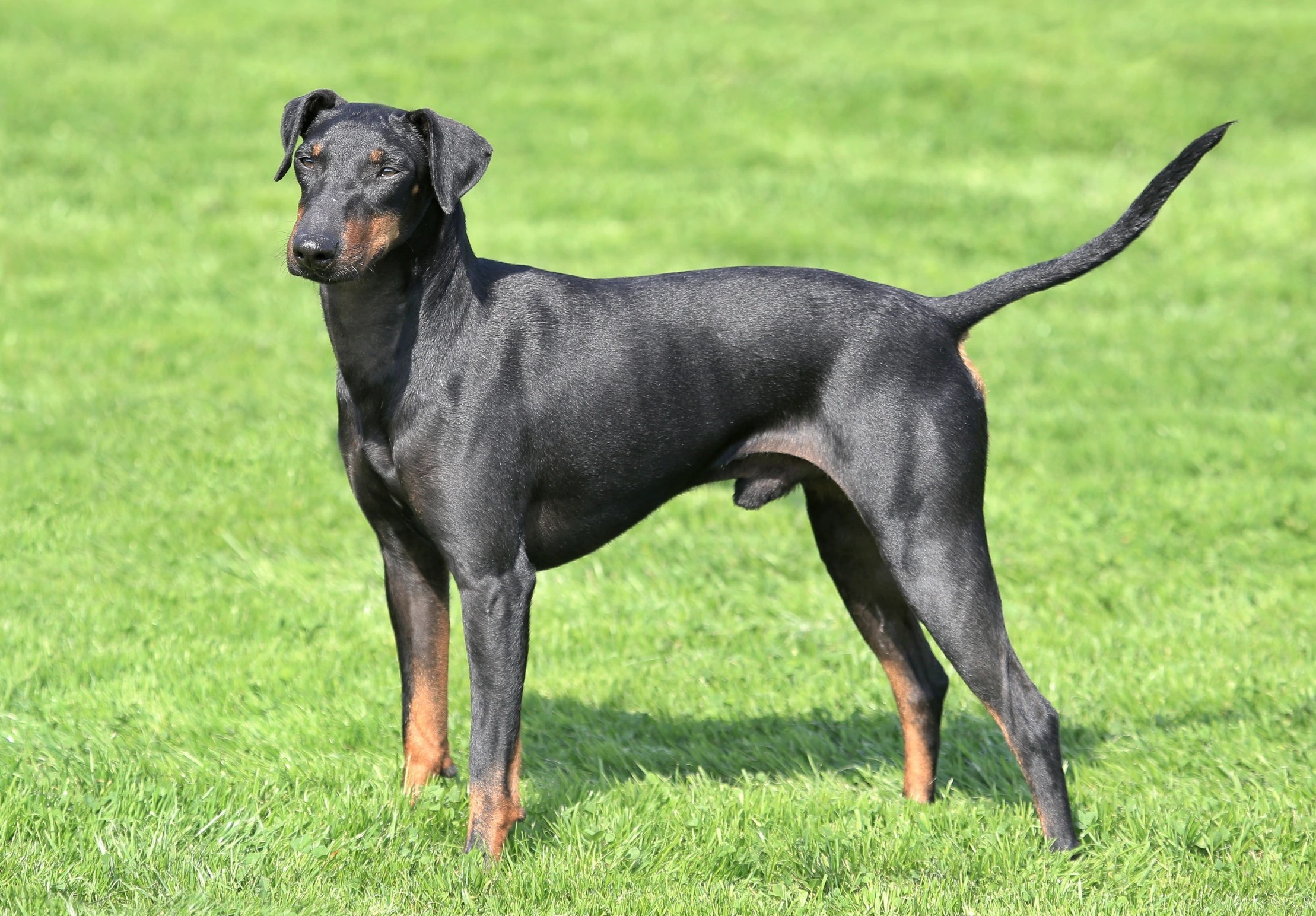 Manchester Terrier Adoption Guide