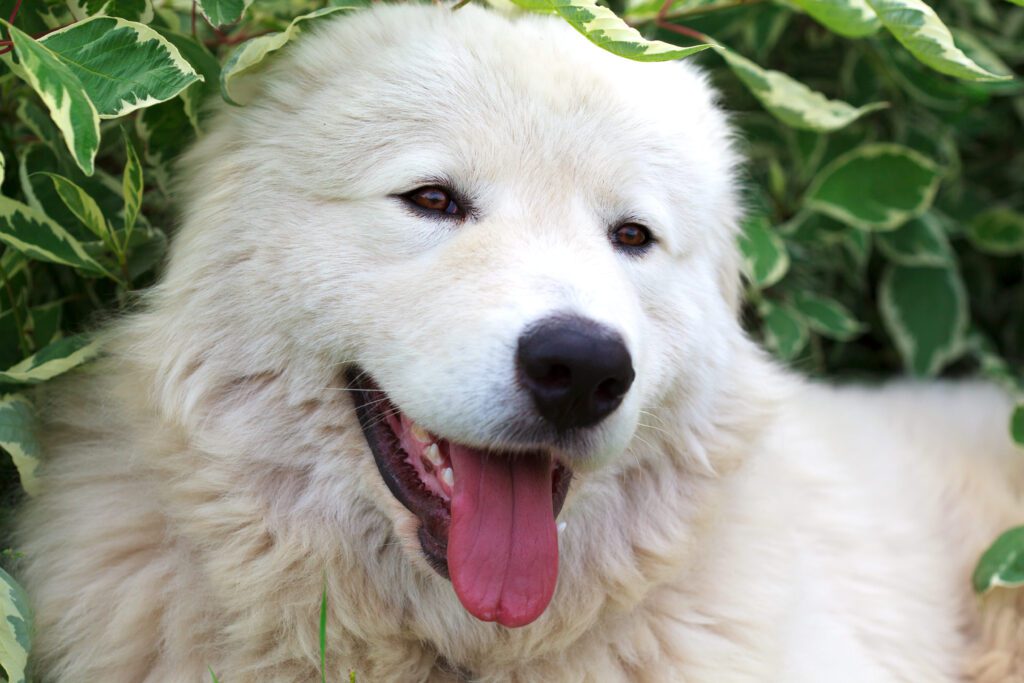 How to Adopt a Maremma Sheepdog