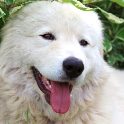Maremma Sheepdog