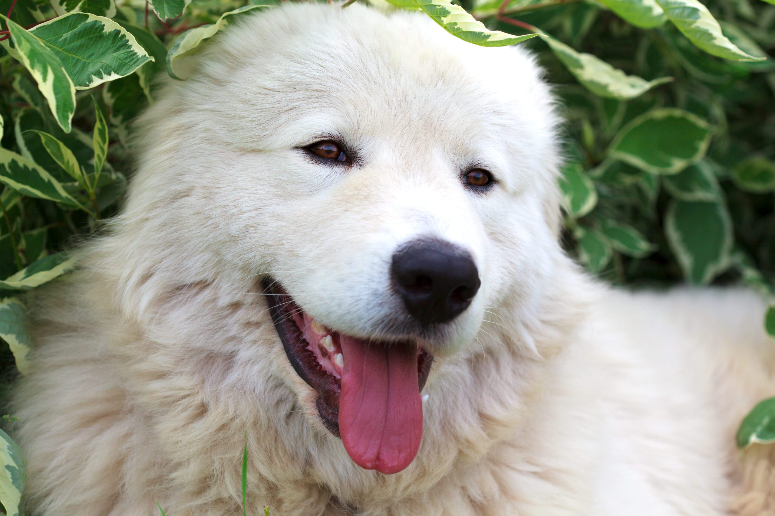 Maremma Sheepdog Adoption Guide
