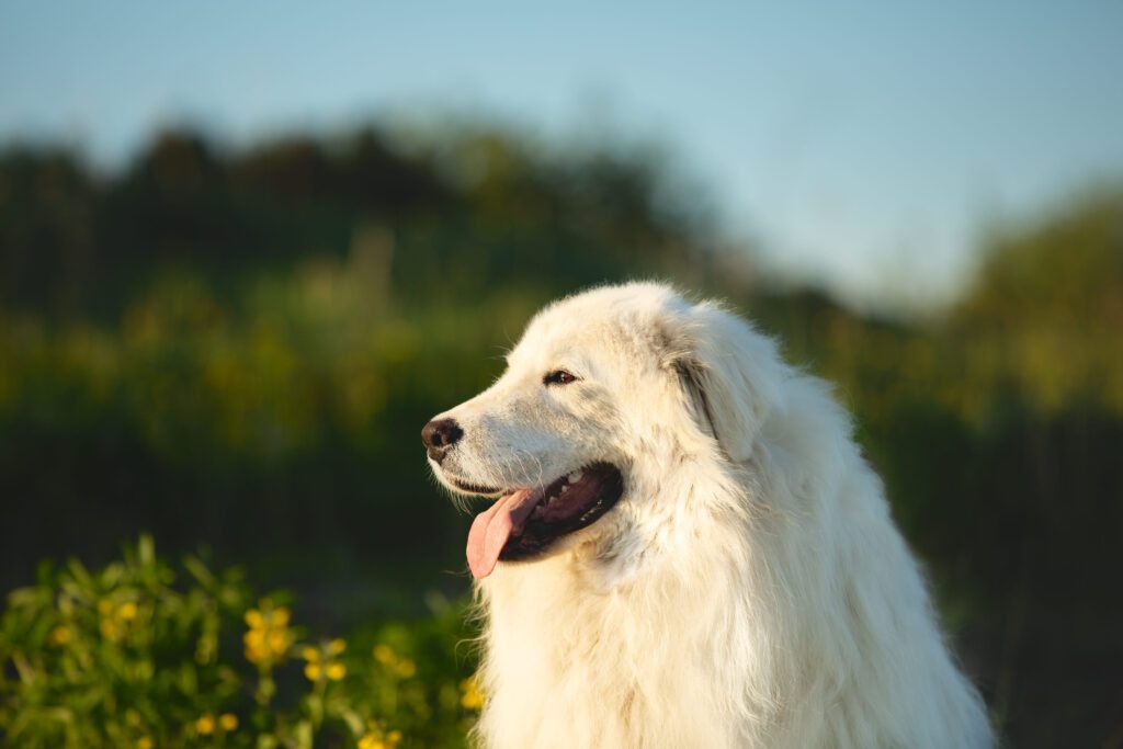 Maremma Sheepdog Side Profile Outdoors