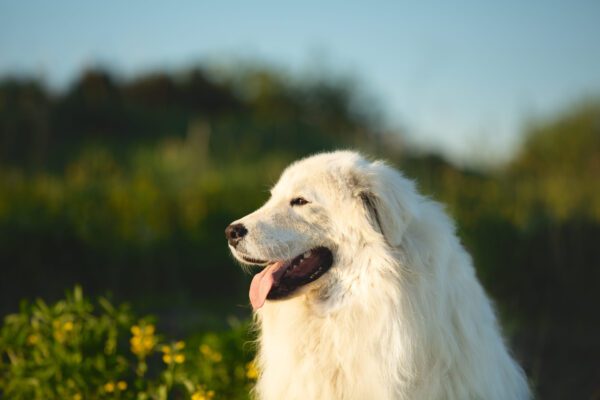 Maremma Sheepdog Side Profile Outdoors