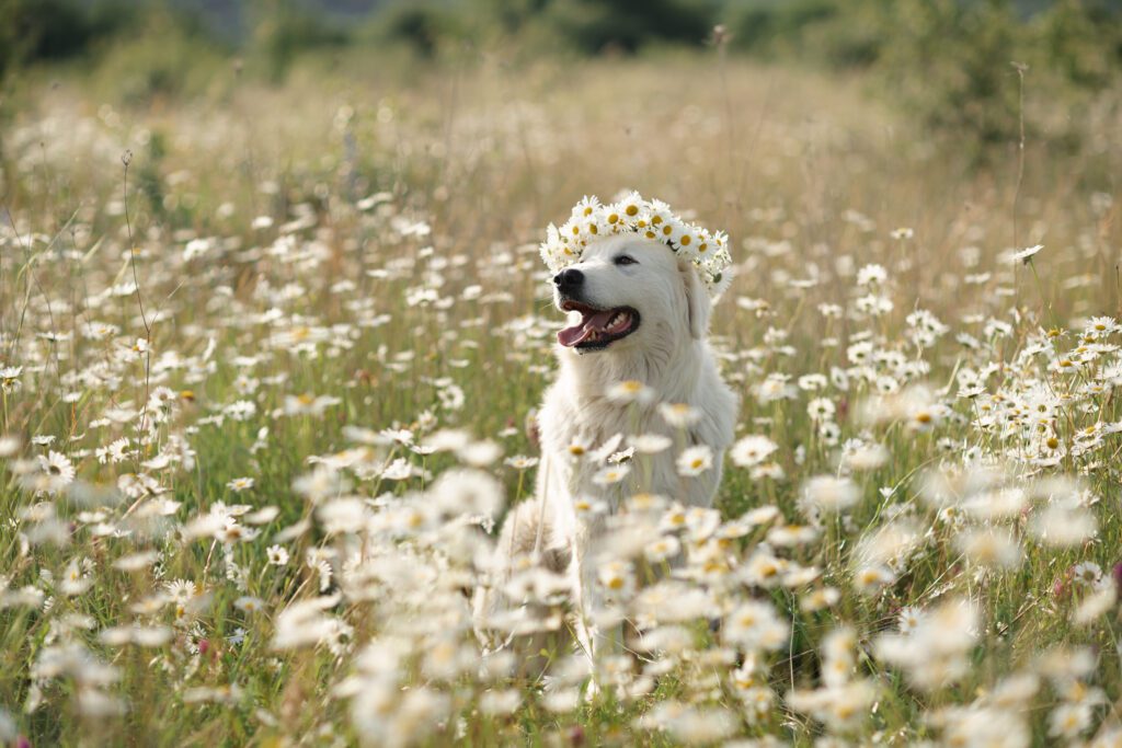 How To Adopt a Maremma Sheepdog in Arkansas