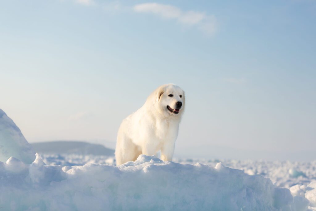 Maremma Sheepdog Walking In The Snow