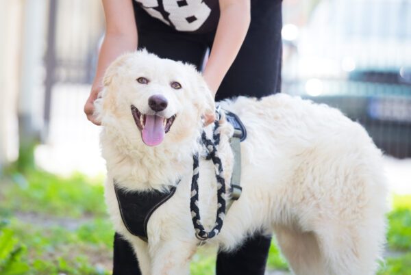 Maremma Sheepdog Wearing A Harness With A Person Holding The Leash