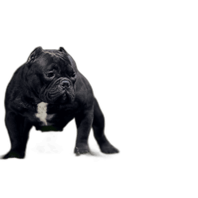 Micro Bully
