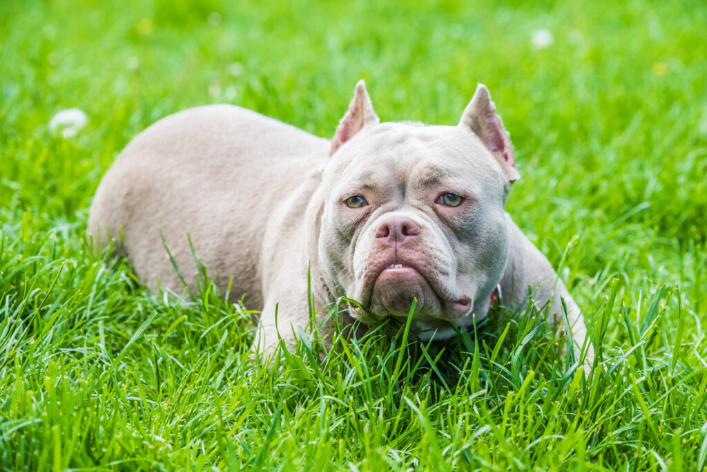 Micro Bully Lying On Green Grass