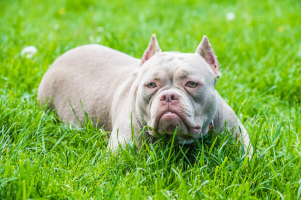 Micro Bully Lying On Green Grass
