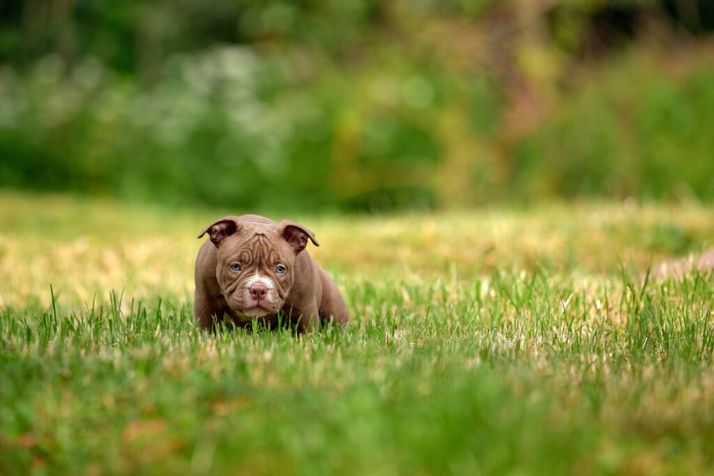 Micro Bully Puppy Lying On Grass Outdoors