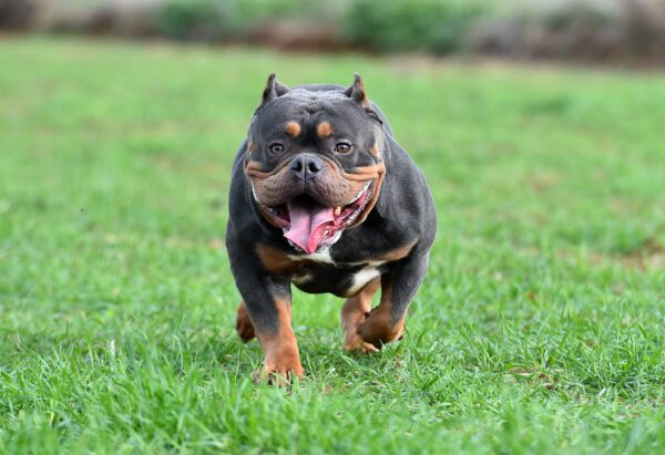 Micro Bully Running On Grass Outdoors
