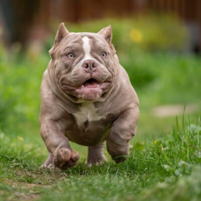 Micro Bully