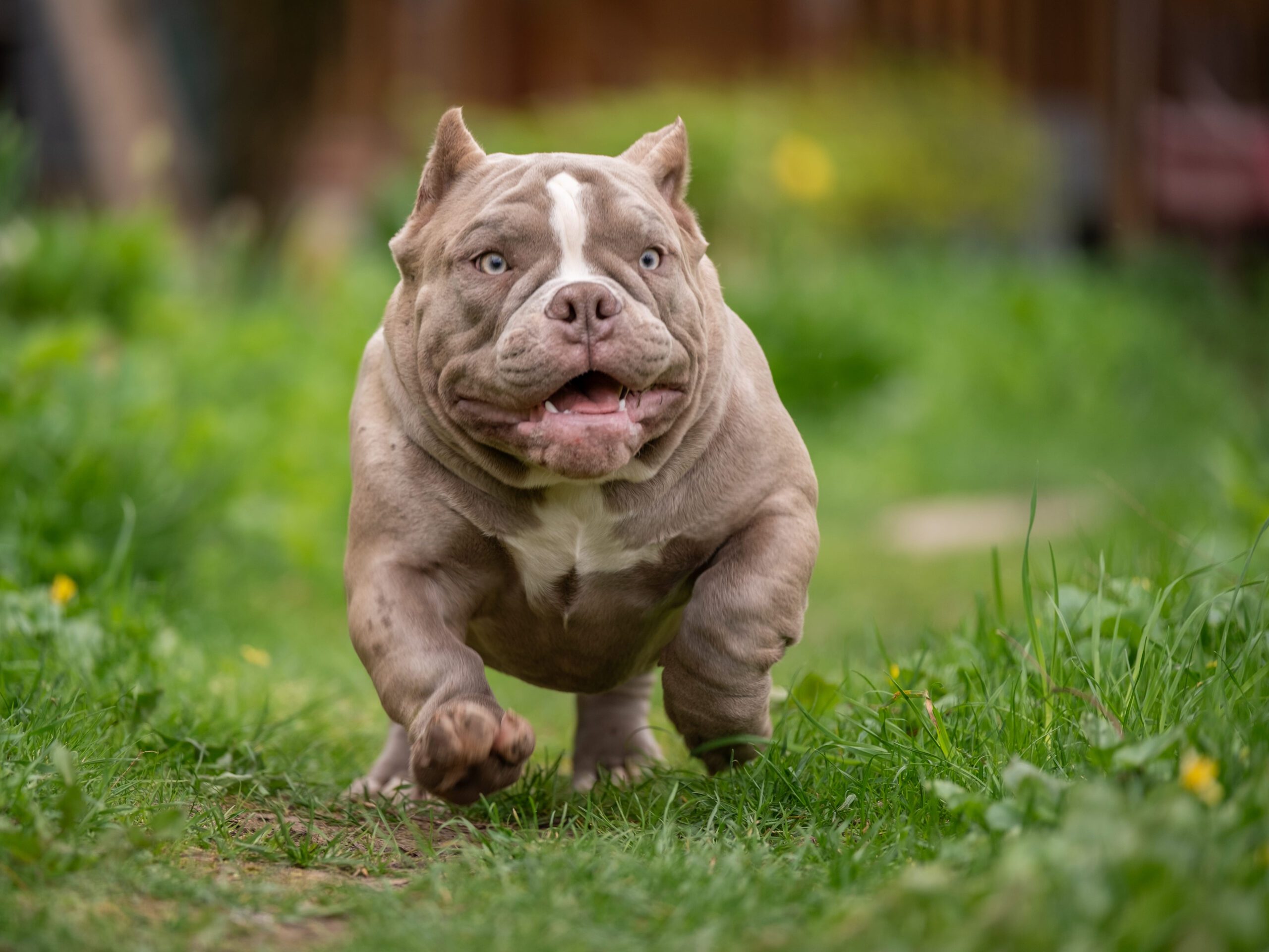 Micro Bully Adoption Guide