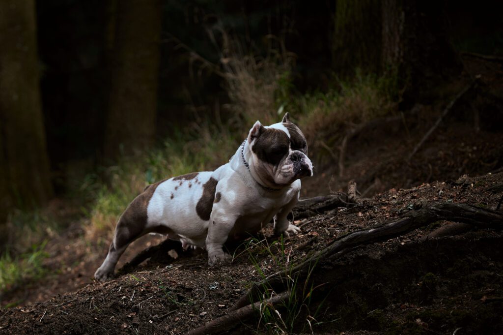 Micro Bully Walking On A Forest Path