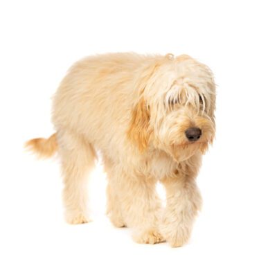 Mini Goldendoodle