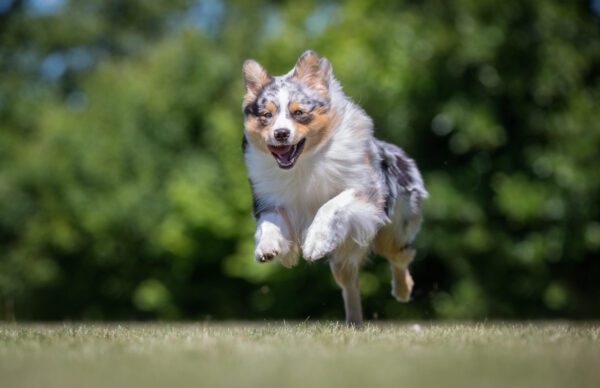 Mini Australian Shepherd Jumping While Running On Grass