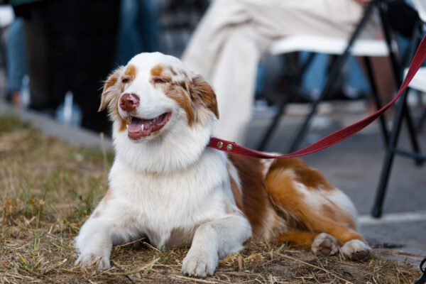 Mini Australian Shepherd Lying Down With A Leash Outdoors