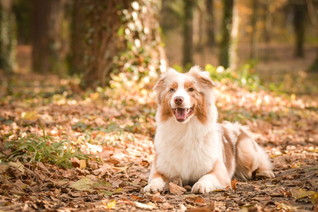 Mini Australian Shepherd Lying On Autumn Leaves In A Forest