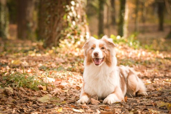 Mini Australian Shepherd Lying On Autumn Leaves In A Forest