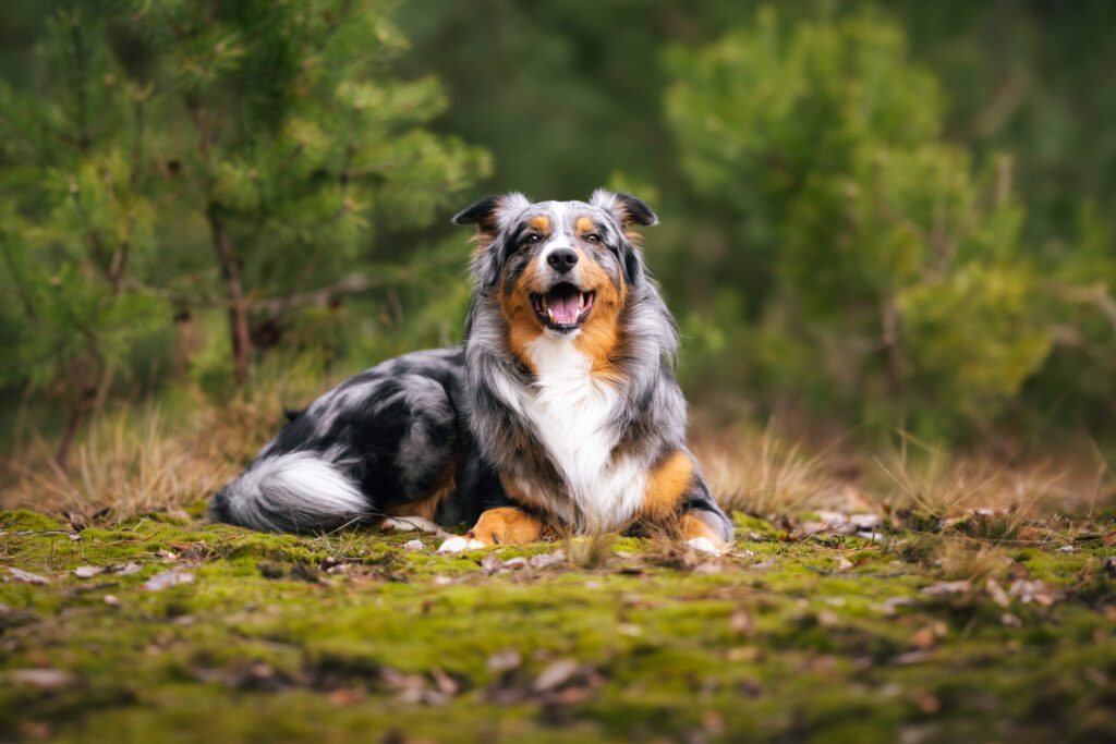 Mini Australian Shepherd Lying On Grass Outdoors