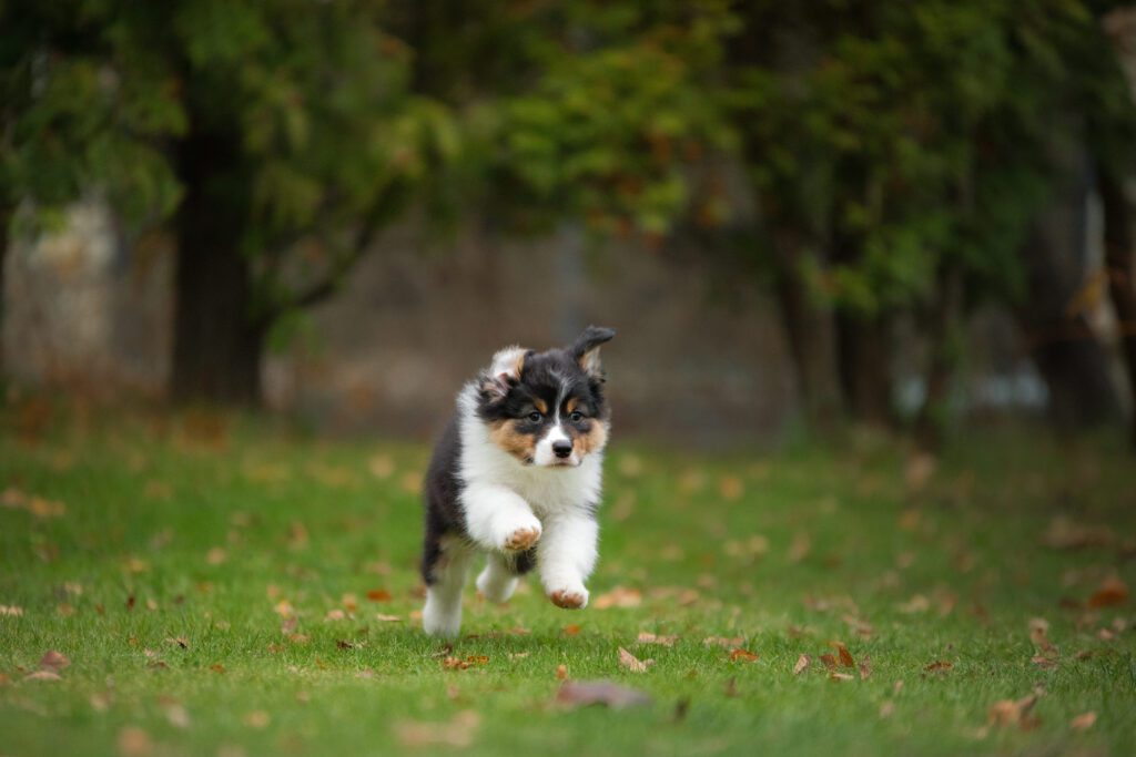 Mini Australian Shepherd Puppy Running On Grass