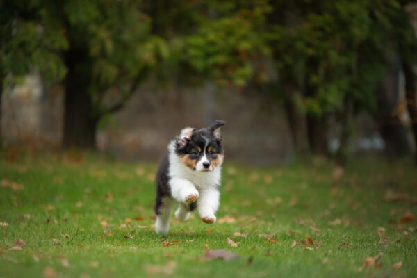 Mini Australian Shepherd Puppy Running On Grass