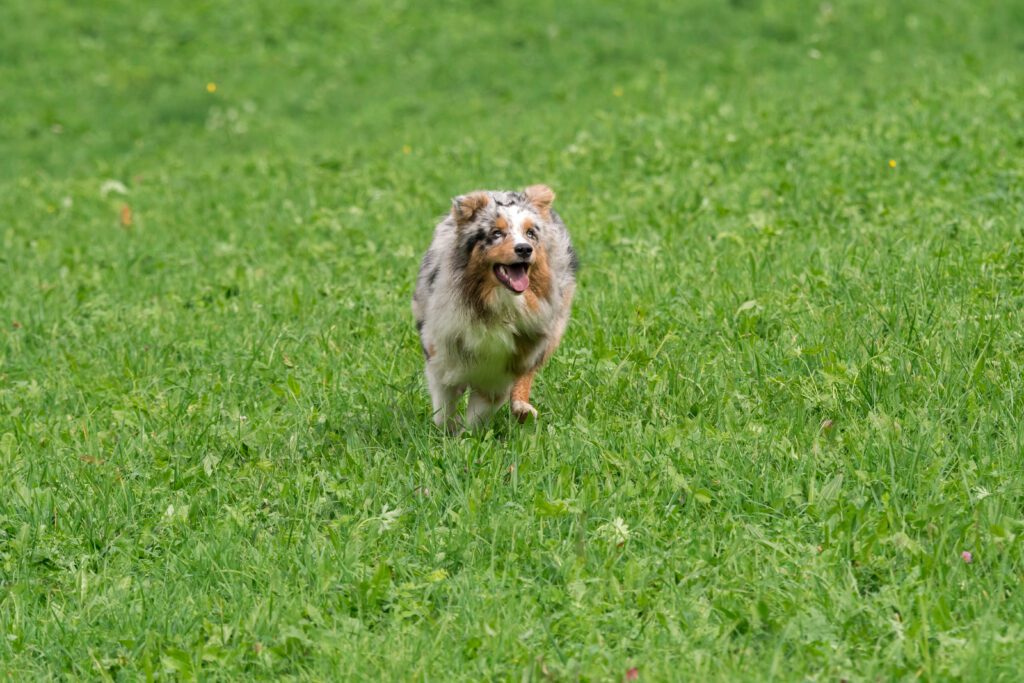 Mini Australian Shepherd Running Across Green Grass