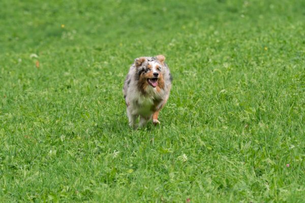 Mini Australian Shepherd Running Across Green Grass