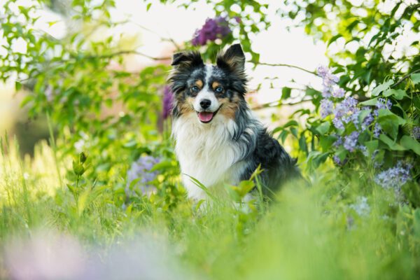 Mini Australian Shepherd Sitting Among Green Plants