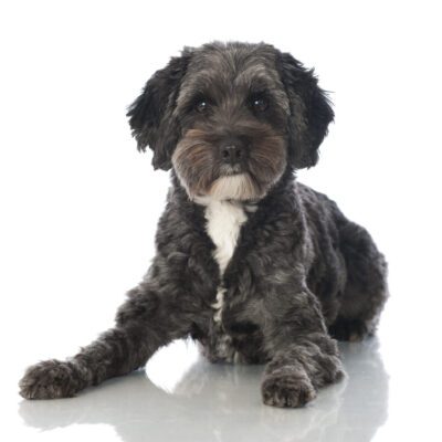 Mini Bernedoodle
