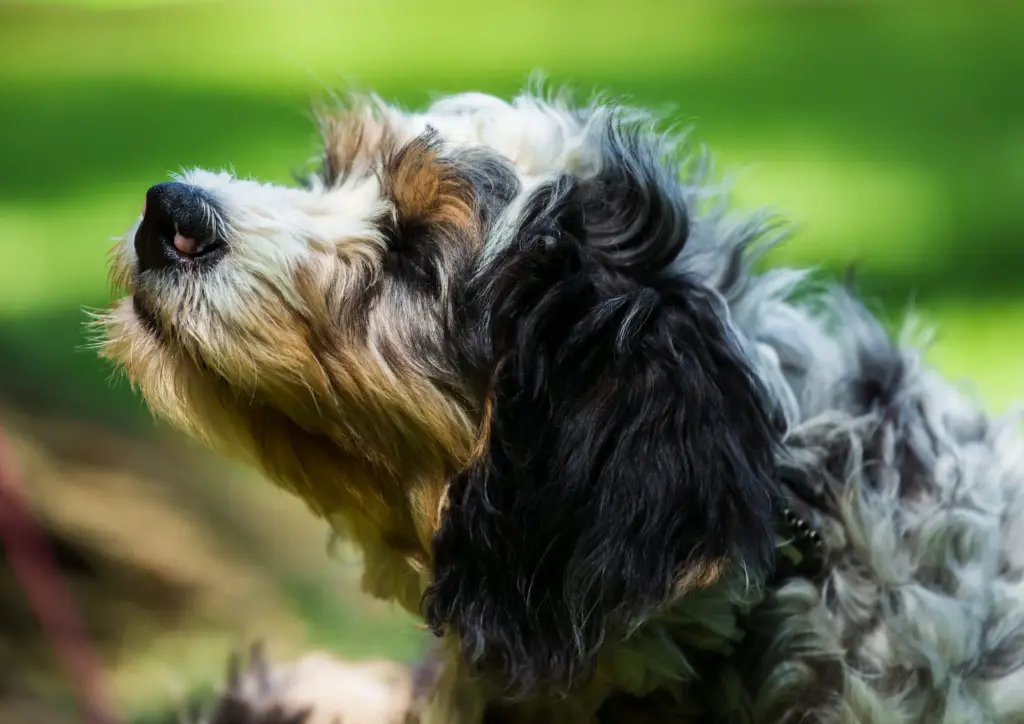 Mini Bernedoodle Looking Upward Outdoors