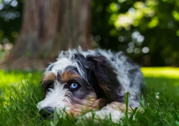 Mini Bernedoodle Lying On Grass Outdoors
